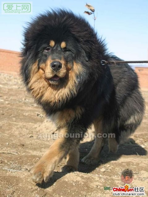 藏獒敢和狮子打架 中国藏獒 敢和老虎狮子搏斗 高清图片