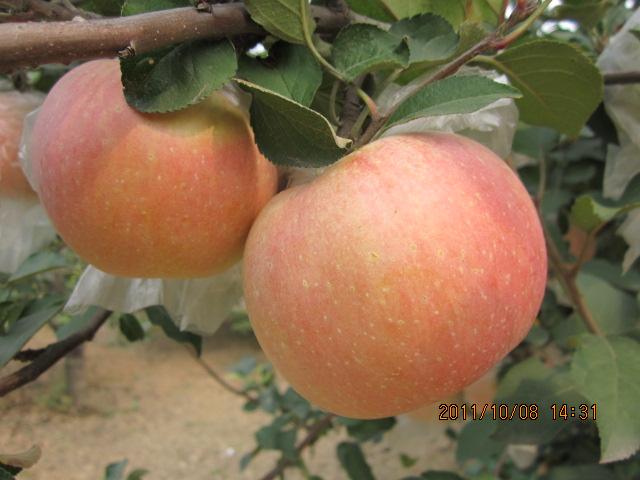 老家自产红富士苹果,开春热销3.5元一斤|J)金港