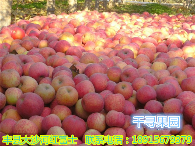 新鲜红富士苹果上市图片