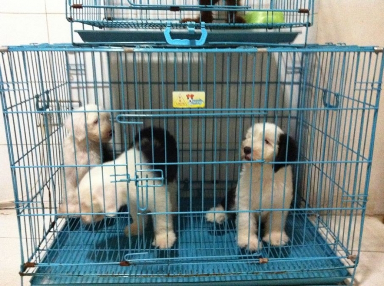 822_77329_c3837d7827c1273.jpg?185